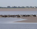 Cavalcade gallop across shore on marches day